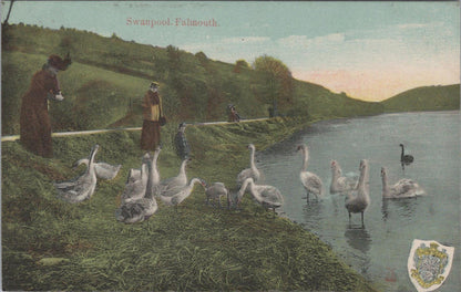 Cornwall Postcard: Swanpool, Falmouth, Birds, Swans & Lake Scene XT1459