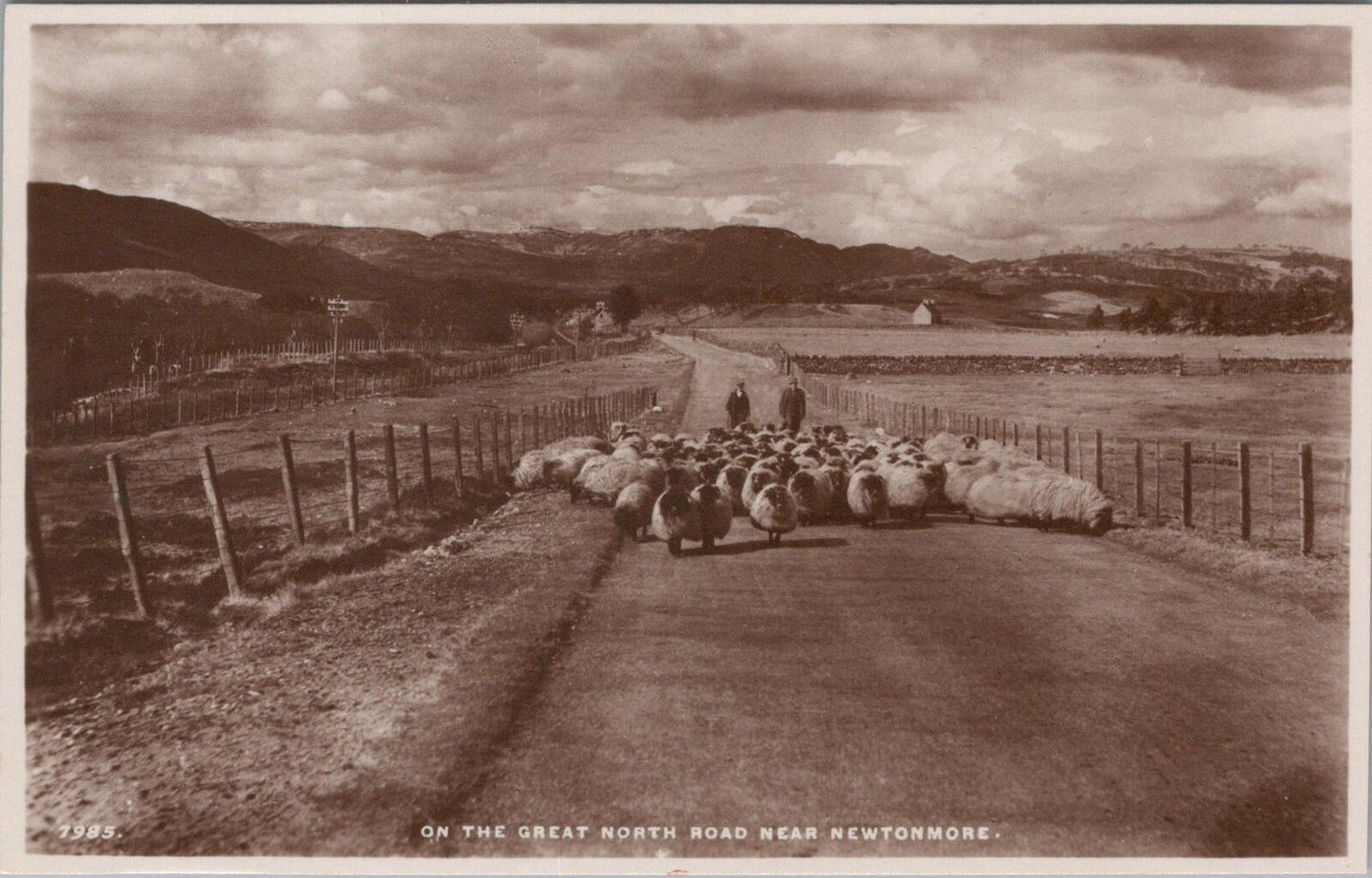 Scotland Postcard: Newtownmore, Sheep on the Great North Road Rural Scene XT1960