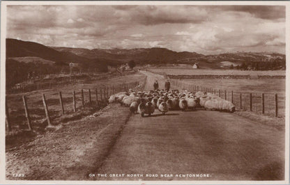 Scotland Postcard: Newtownmore, Sheep on the Great North Road Rural Scene XT1960