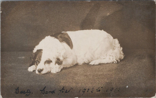 Animal Postcard: Resting St. Bernard Dog "Busty", Memorial Tribute  XT1991