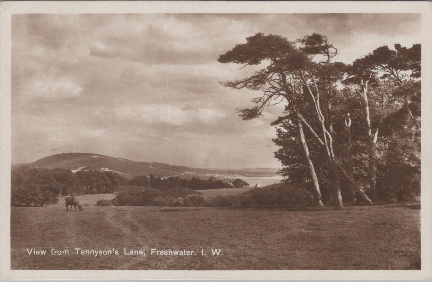 Isle of Wight Postcard: Freshwater, View from Tennyson's Lane  XT2015