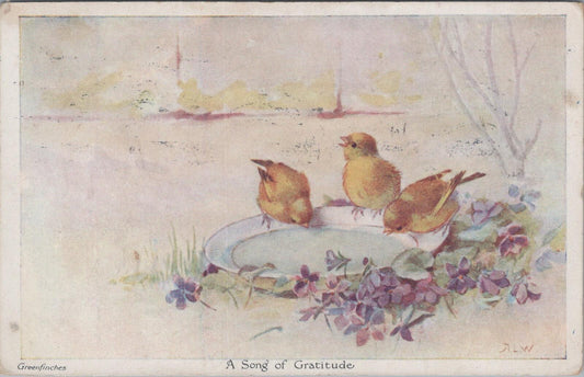 Bird Postcard: A Song of Gratitude Greenfinches at Water Bowl Artist  XT2038