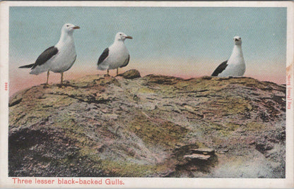 Scilly Isles Postcard: Three Lesser Black-backed Gulls King, Scilly 1910's XT2039