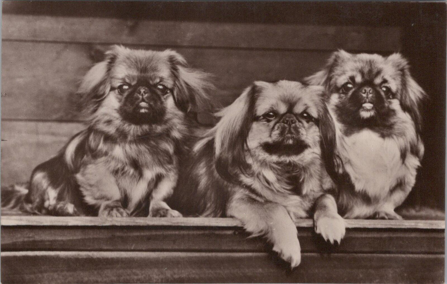 Pekingese Dogs Postcard: Trio of Pekingese Puppies, Real Photo 1930's XT2073.