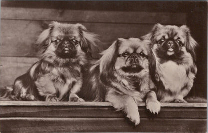 Pekingese Dogs Postcard: Trio of Pekingese Puppies, Real Photo 1930's XT2073.