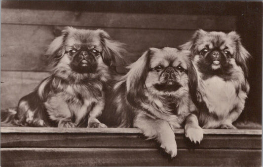 Pekingese Dogs Postcard: Trio of Pekingese Puppies, Real Photo 1930's XT2073.