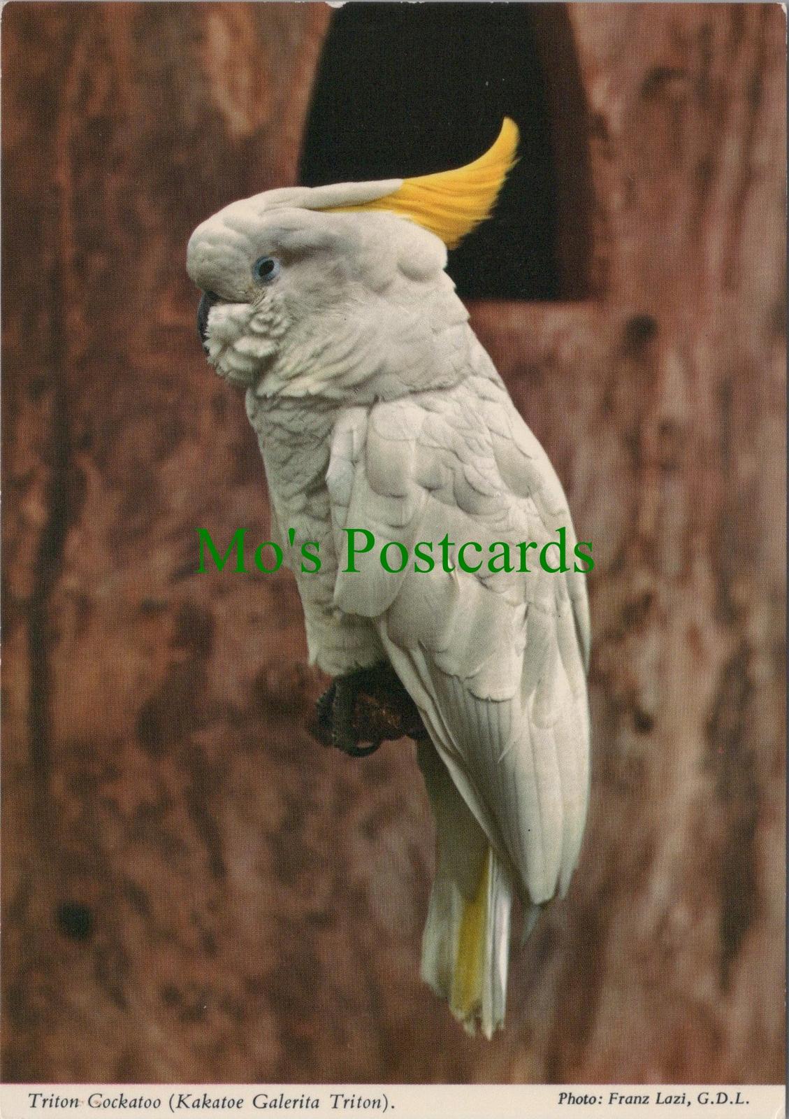 Animals Postcard - Birds, Triton Cockatoo, "Birdland", Bourton-On-Water RR19888
