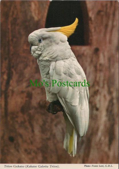 Animals Postcard - Birds, Triton Cockatoo, "Birdland", Bourton-On-Water RR19888