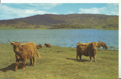 Scotland Postcard: Highland Cattle By The Loch Side, Mountain View 1960s 9002A