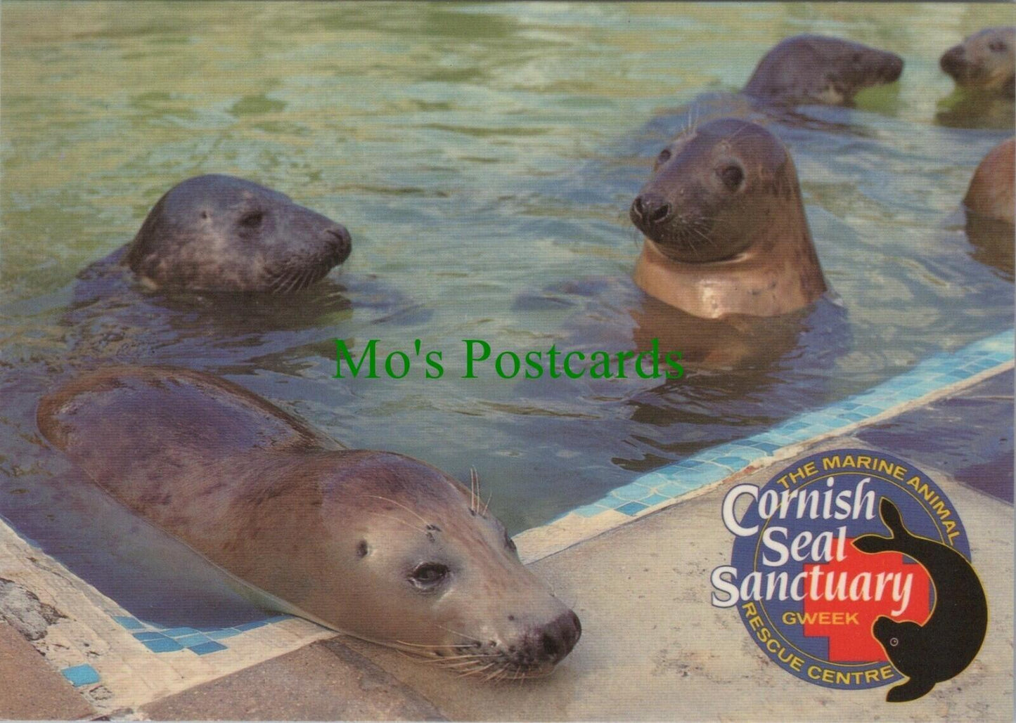 Animals Postcard - Cornish Seal Sanctuary, Gweek, Cornwall  RR14375