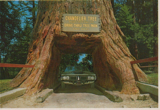 America Postcard - Chandelier Drive-Thru Tree, Leggett, California  RRR92