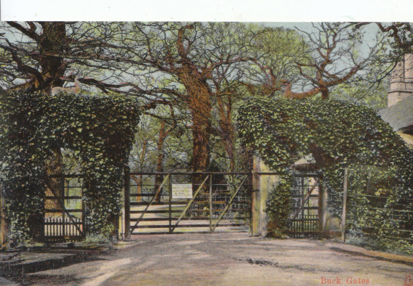 Nottinghamshire Postcard: Buck Gates, Thoresby Park  3182A