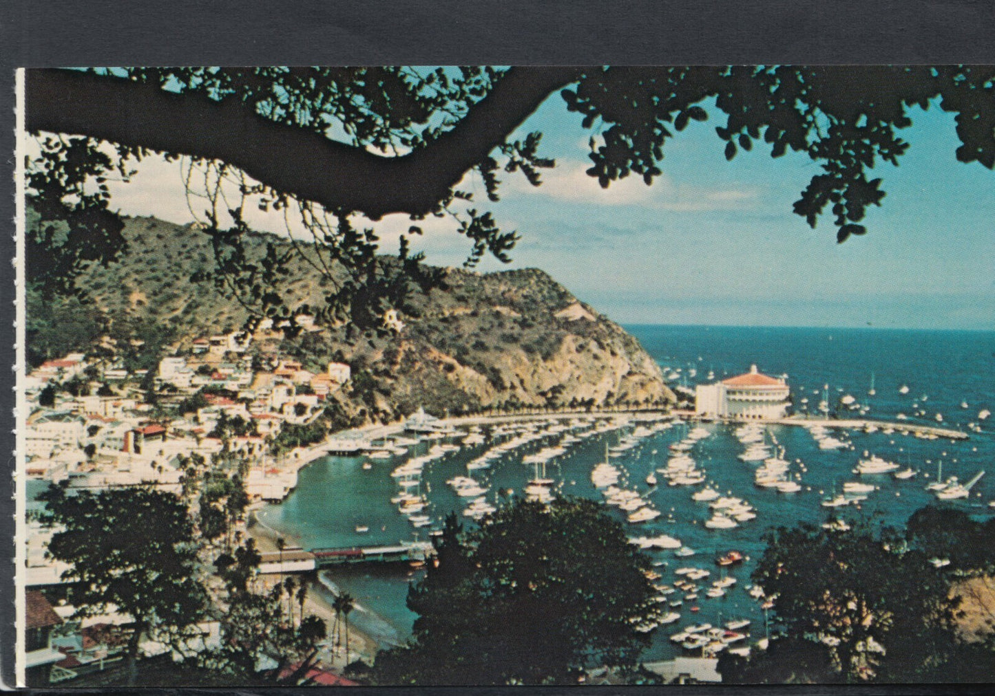 America Postcard - Catalina Island, California  T9071
