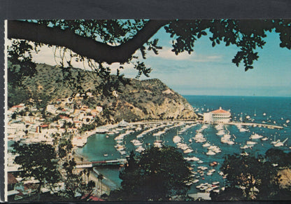 America Postcard - Catalina Island, California  T9071