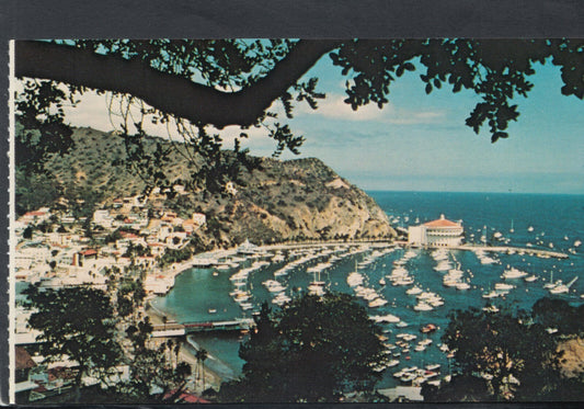 America Postcard - Catalina Island, California  T9071