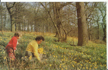 Flowers Postcard - The Daffodil Wood - Showing Lady & Small Child   18360A