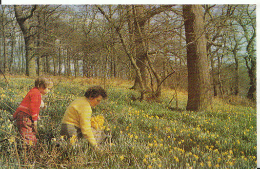 Flowers Postcard - The Daffodil Wood - Showing Lady & Small Child   18360A