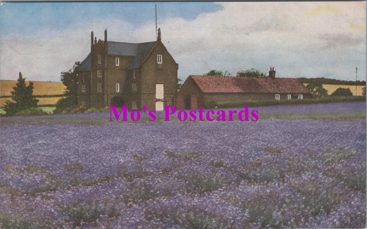 Norfolk Postcard - Caley Mill, Heacham, Home of Norfolk Lavender  HM229