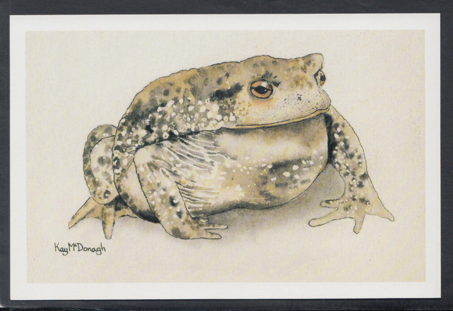Animal Art Postcard: Common Toad Wildlife Watercolor Kay McDonagh 1994 RR23759
