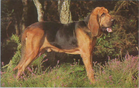 Animals Postcard - Dogs, Pets, Bloodhound Dog    RS38623
