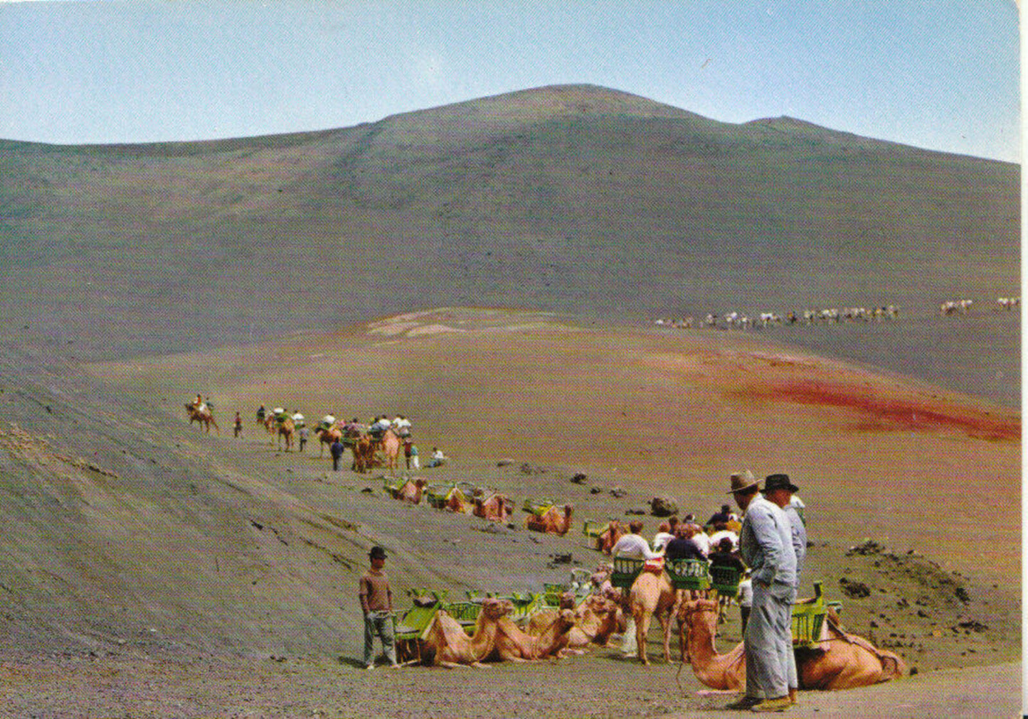Spain Postcard: Lanzarote Timanfaya National Park Camels 1970’s 20581A