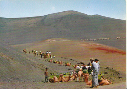 Spain Postcard: Lanzarote Timanfaya National Park Camels 1970’s 20581A