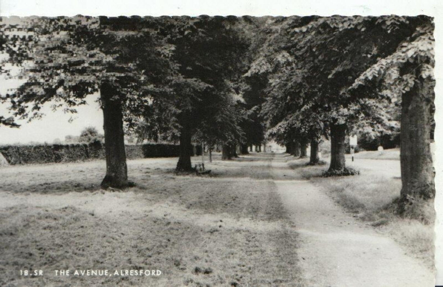 Hampshire Postcard: The Avenue, Alresford RPPC  2031A