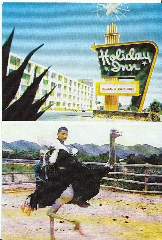 South Africa Postcard - Oudtshoorn Holiday Inn, Ostrich  AB971