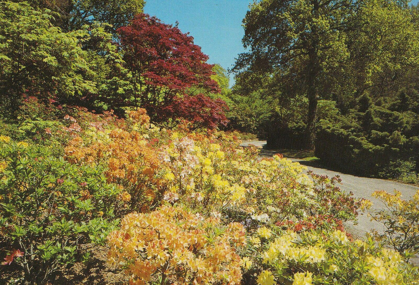 Hampshire Postcard - Exbury Gardens, Exbury, Southampton    AB805