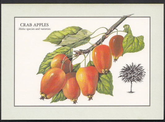 Nature Postcard - Fruit, Crab Apples, Malus Species and Varieties  WC186