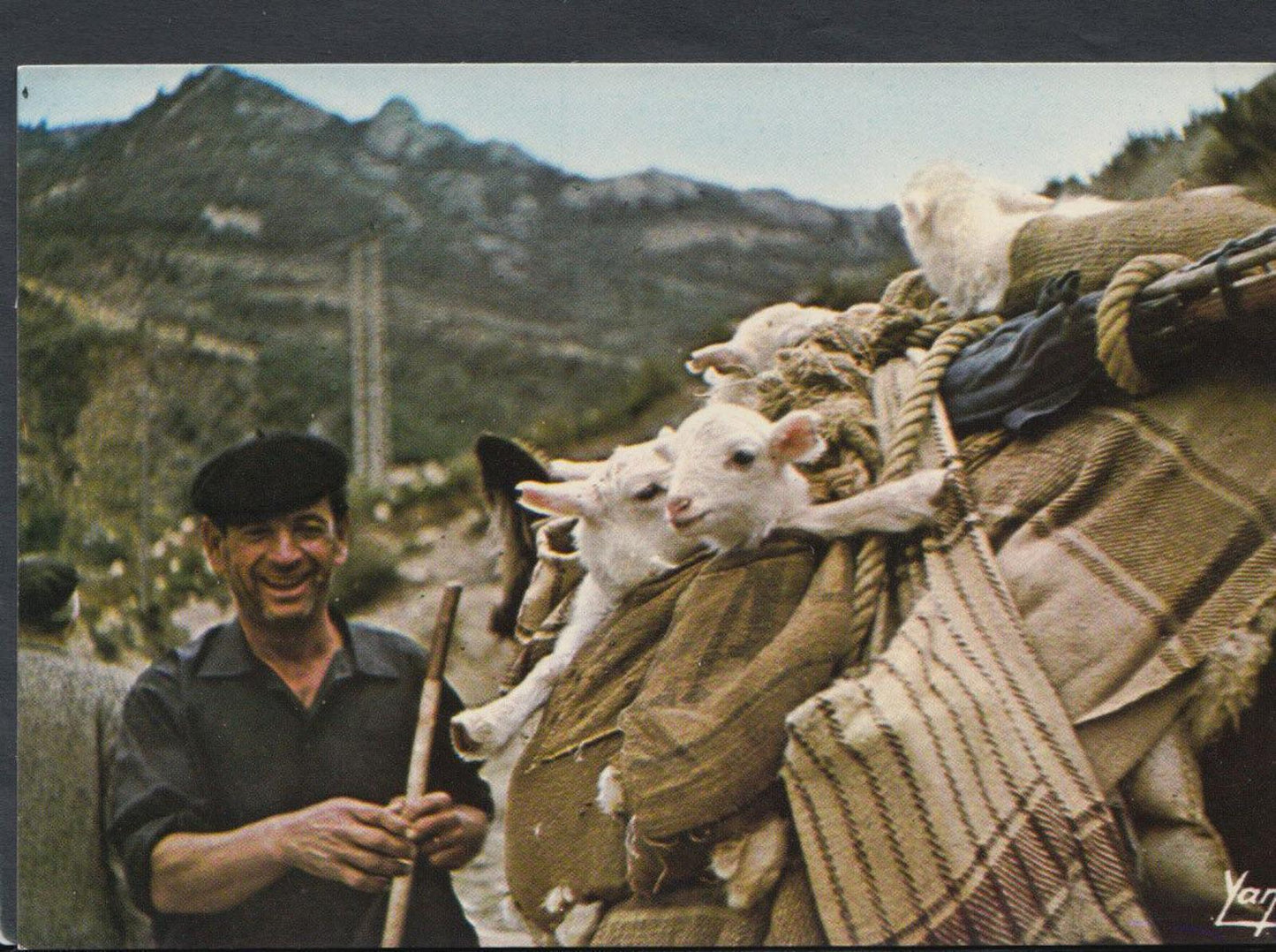 France Postcard - Transhumance En Aragon - Cliche Mlle Galin RR4918