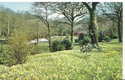 Devon Postcard - Spring Daffodils, Steps Bridge, Dartmoor  SL2143