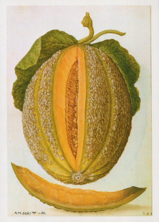 Fruit Art Postcard - Melon, Jacques Le Moyne De Morgues, V & A Museum  RR22487