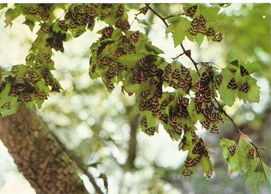 Greece Postcard - Rhodes, Valley of The Butterflies  SM203