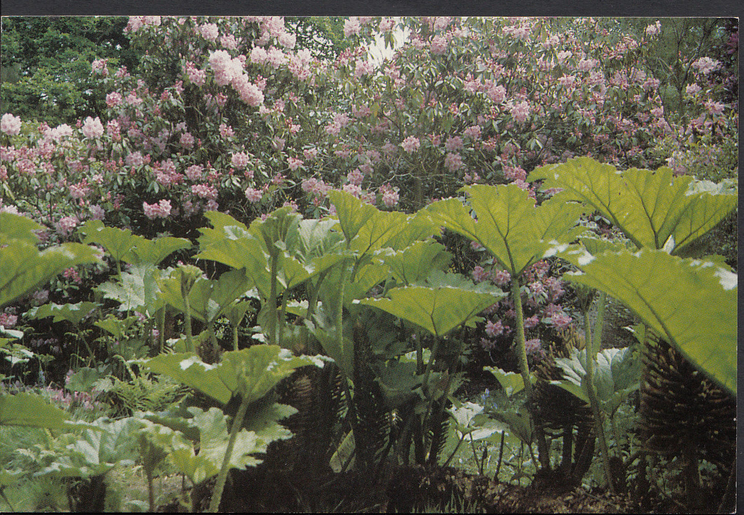 Surrey Postcard - Ramster Garden, Chiddingfold    WC154
