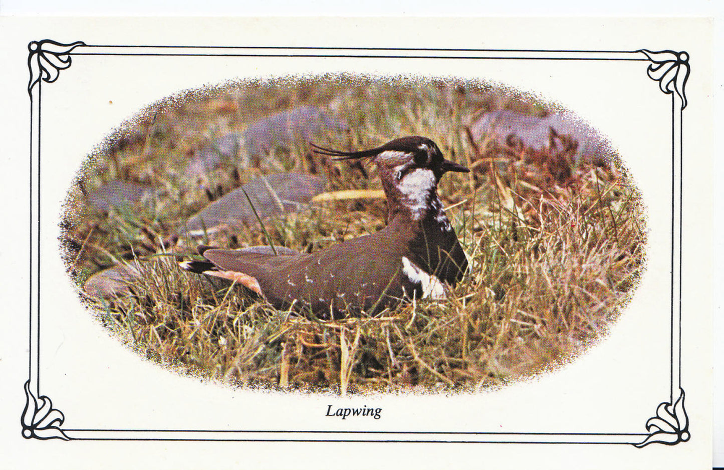 Animal Postcard - Birds, Lapwing   SL256