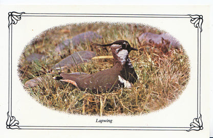 Animal Postcard - Birds, Lapwing   SL256