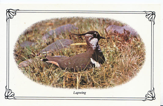 Animal Postcard - Birds, Lapwing   SL256