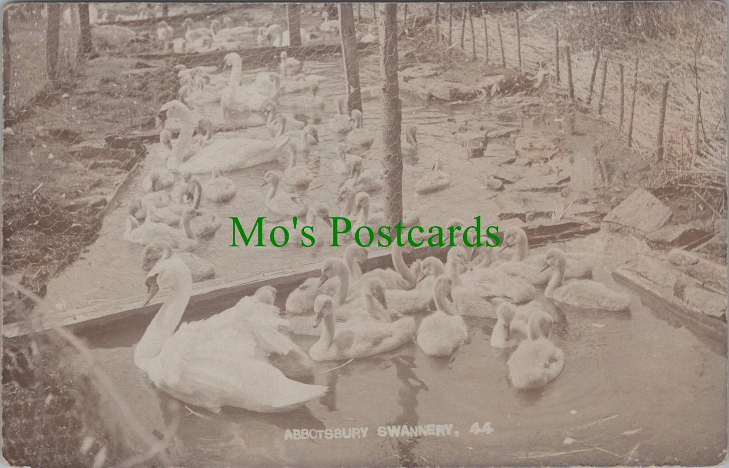 Dorset Postcard: Animals, Birds, Abbotsbury Swannery RS29713