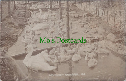 Dorset Postcard: Animals, Birds, Abbotsbury Swannery RS29713