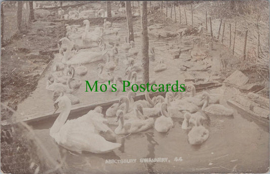 Dorset Postcard: Animals, Birds, Abbotsbury Swannery RS29713
