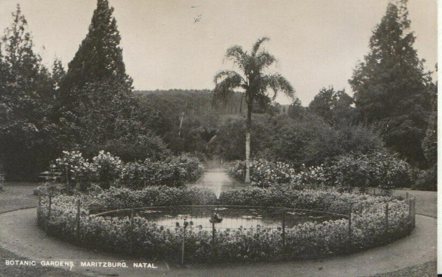 South Africa Postcard - Botanic Gardens, Maritzburg, Natal   ZZ2561