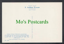 Load image into Gallery viewer, Birds Postcard - Common Redstart SW3905
