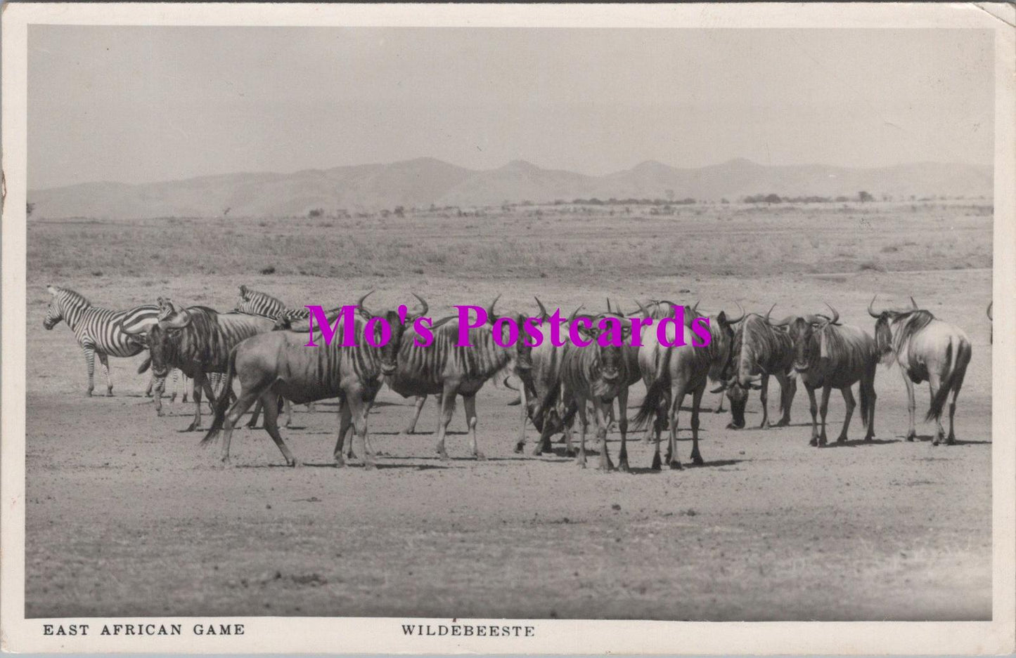 Animals Postcard - East African Game, Wildebeeste   HM145