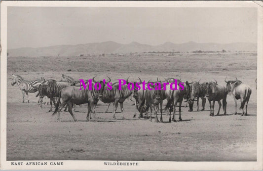 Animals Postcard - East African Game, Wildebeeste   HM145
