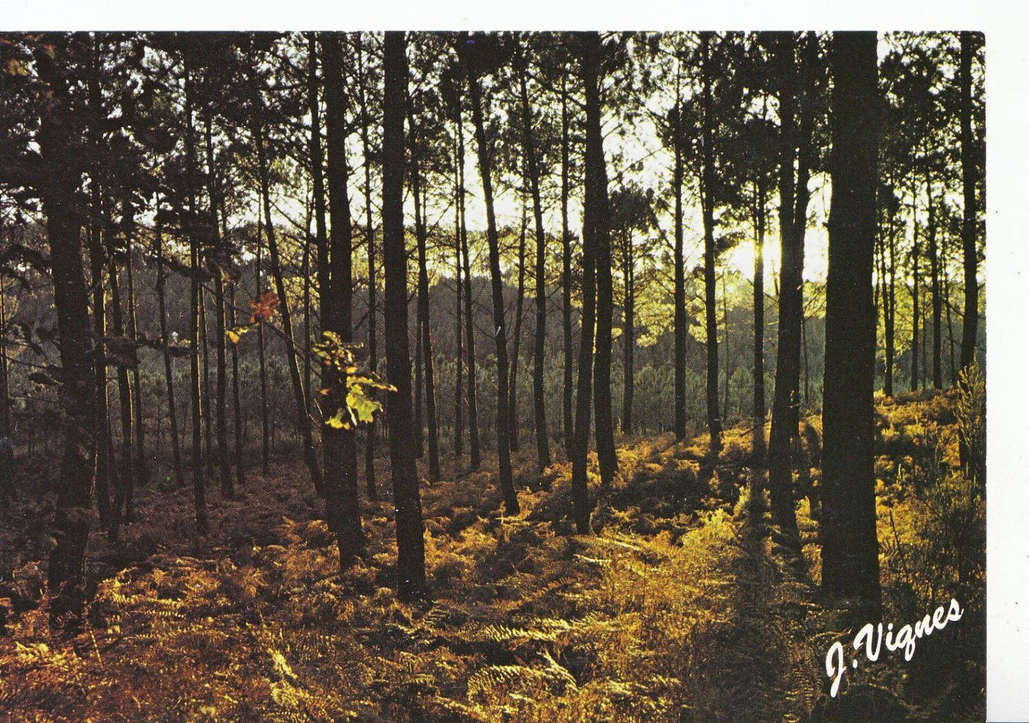 France Postcard - "Visage Des Landes" - Lorsque ie Soir Vient  SM389