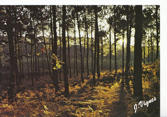 France Postcard - "Visage Des Landes" - Lorsque ie Soir Vient  SM389