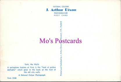 Yorkshire Postcard - York, The Walls, Springtime Daffodils  RR20481