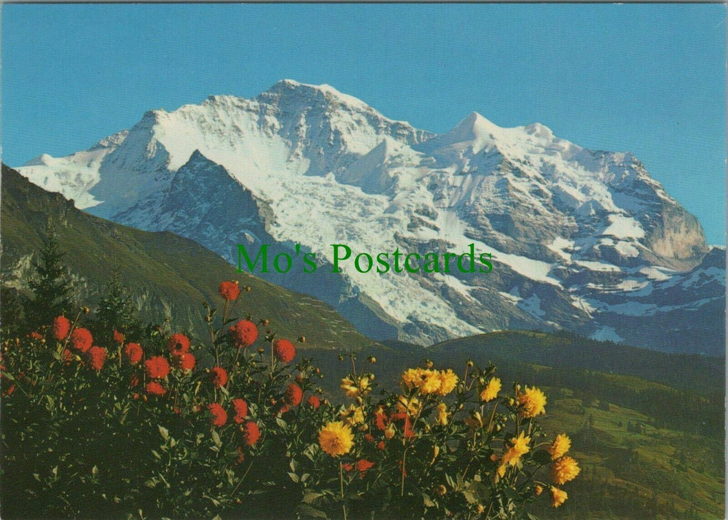 Switzerland Postcard - Die Jungfrau, Bernese Alps  RR12010