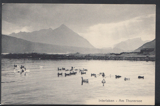 Switzerland Postcard - Ducks on Interlaken - Am Thunersee      RS10083
